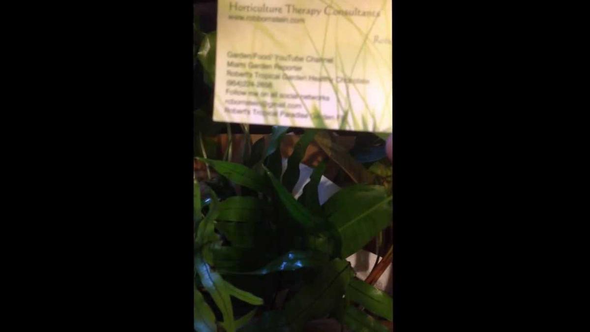 'Video thumbnail for Plants From Robert'