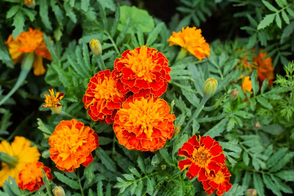 Close up of beautiful Marigold flower (Tagetes erecta, Mexican, Aztec or African marigold) in the garden