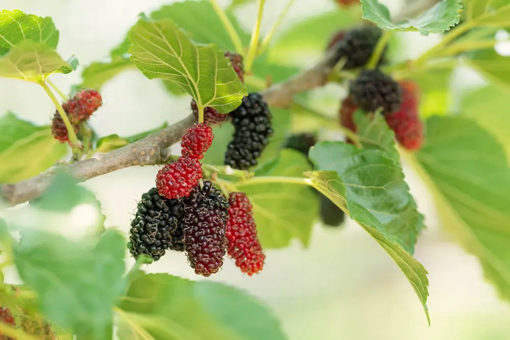 Growing and Caring for a Mulberry Tree in 9 Easy Steps