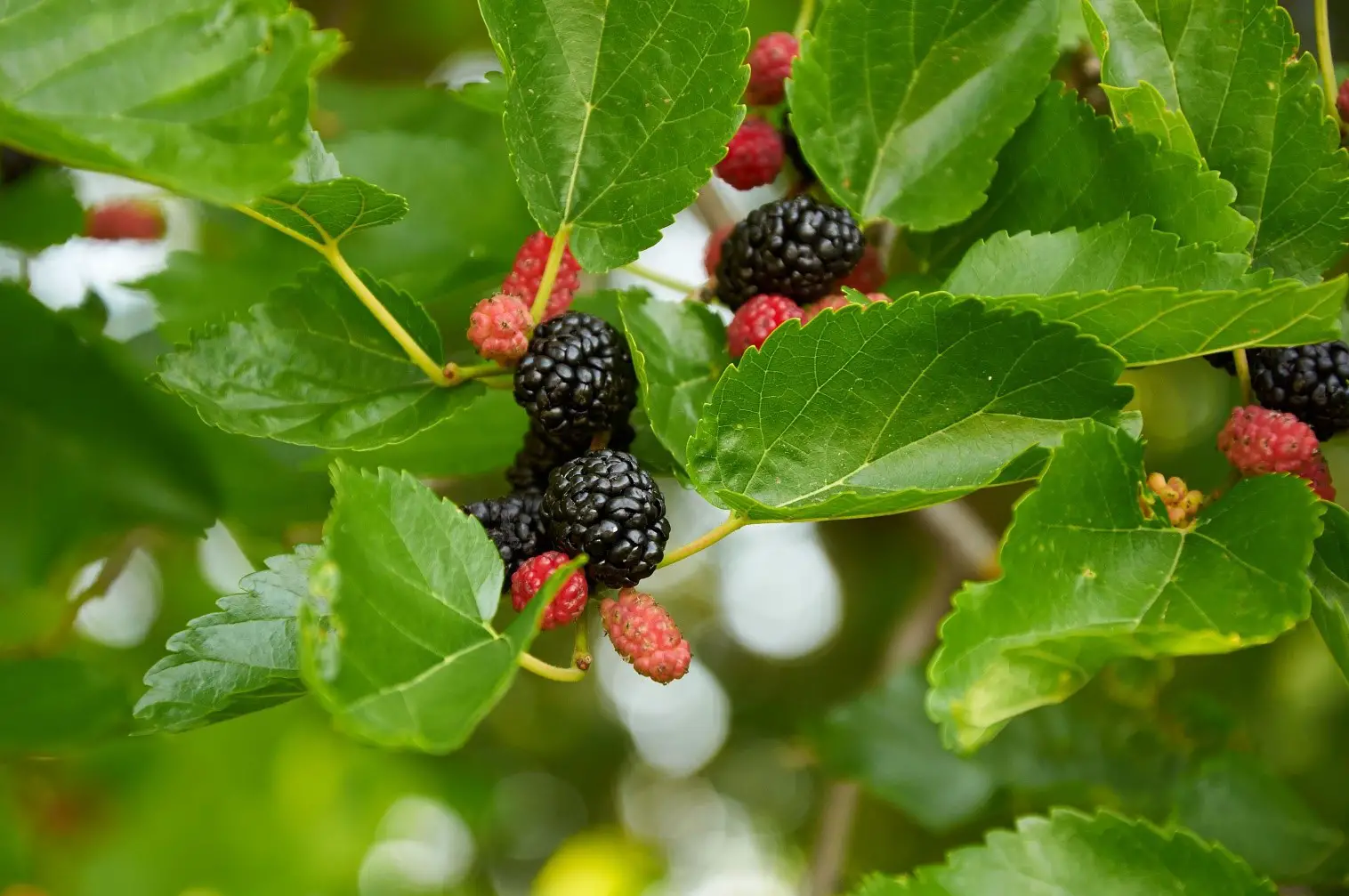 Mulberry Tree - 4 Ways on How to Identify a Tree with Red Berries - Patricia