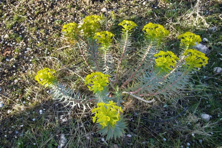 How to Grow the Gopher Plant from Scratch and keep it insect free