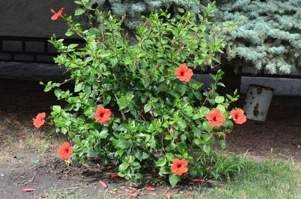 How to Grow a Variety of Hibiscus Shrubs Green Garden Tribe