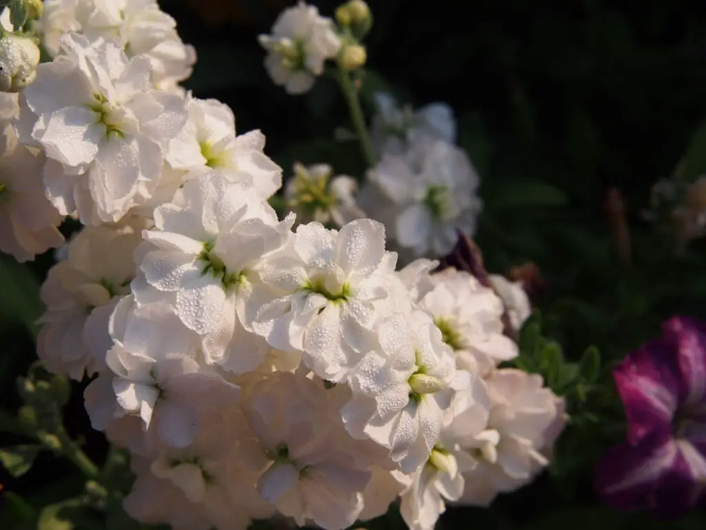 How to Grow White Stock Flower (Matthiola Incana, Gillyflower, Perfume