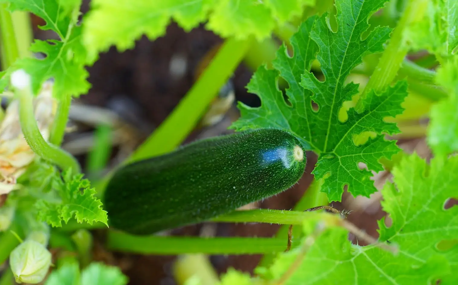 Zucchini Plant with fruit