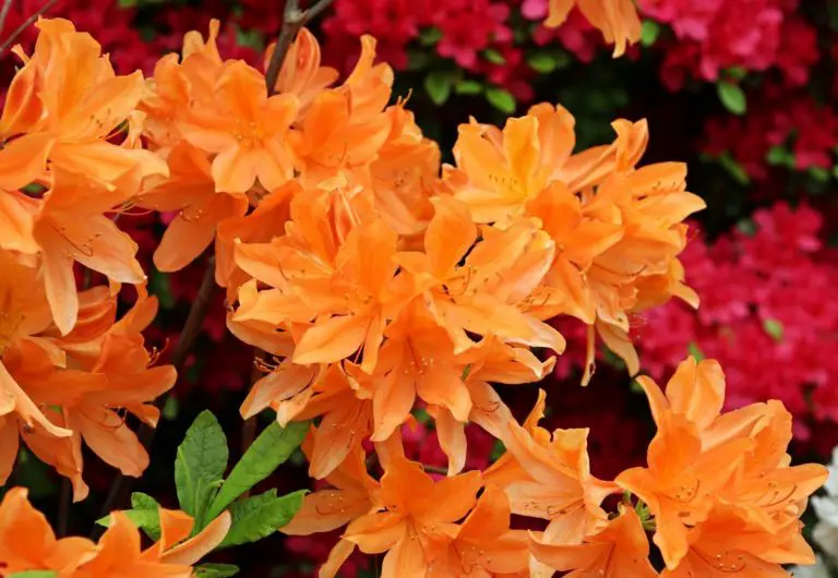 orange azalea bush near me