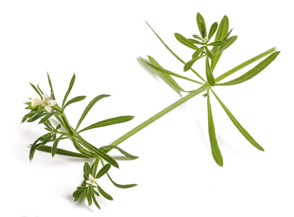 Cleavers 5 Interesting Uses for Herbal Cleavers Green Garden Tribe