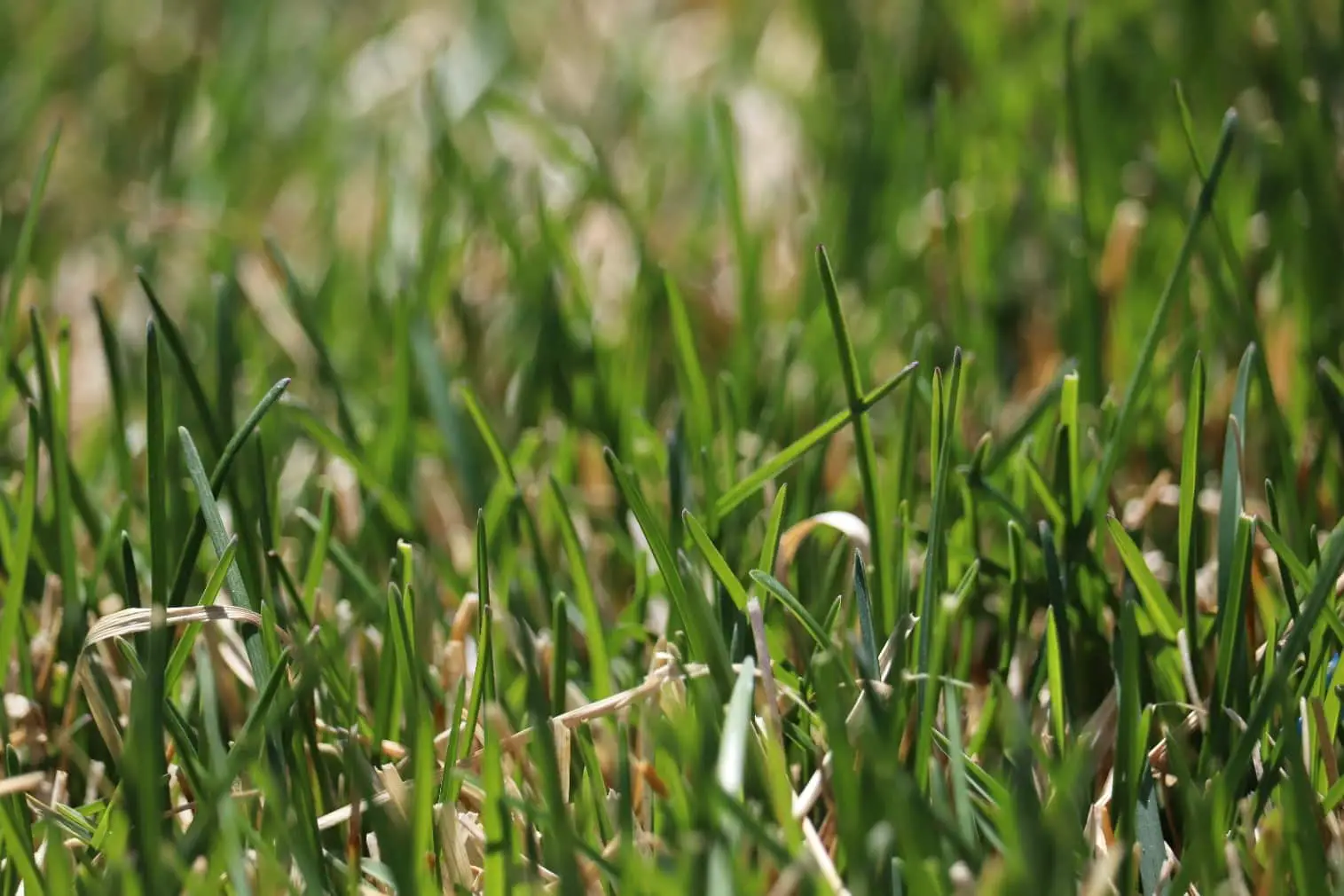 Kentucky Grass - How to Grow Grass in Clay Soil: 9 Helpful Tips