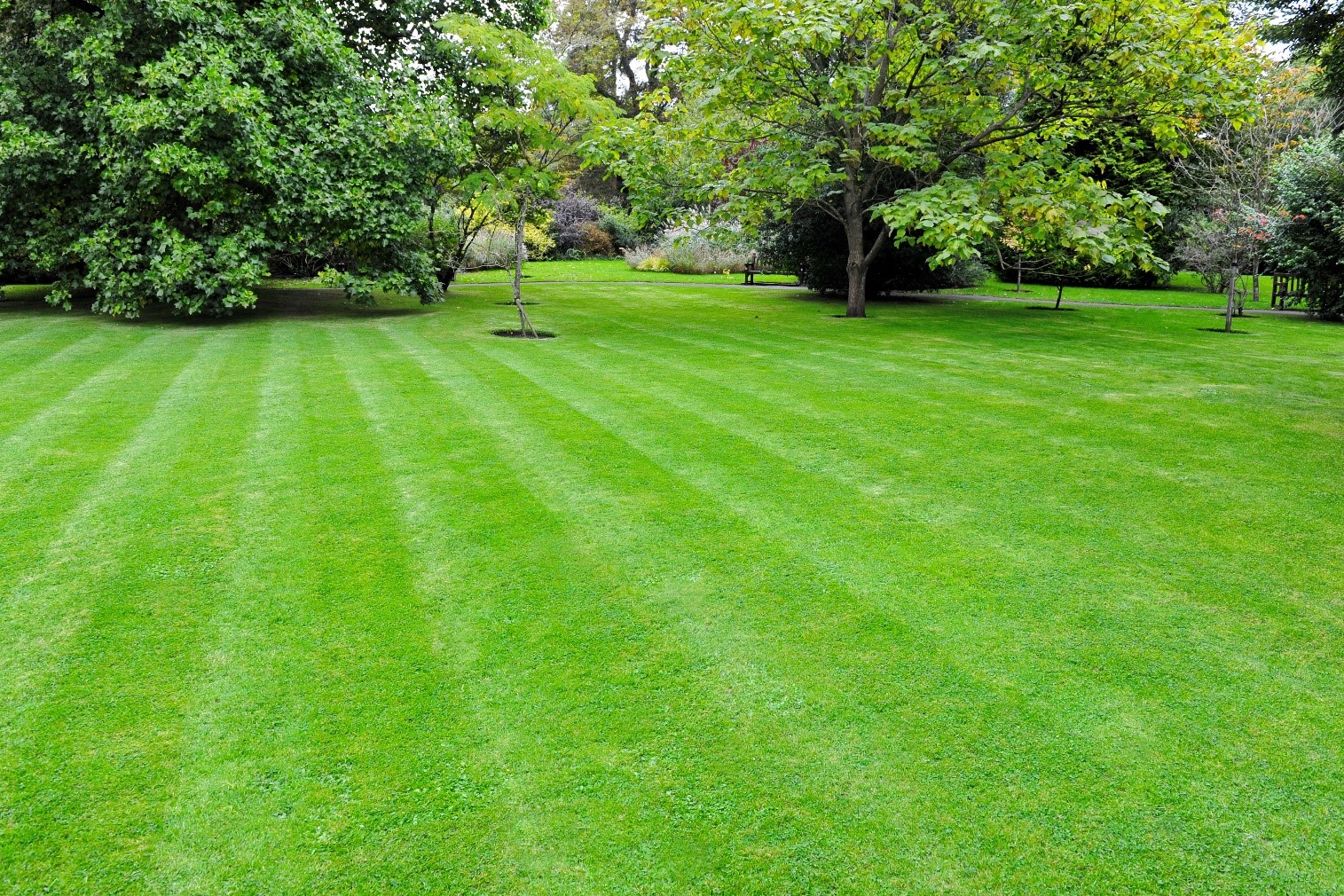 Beautiful lawn