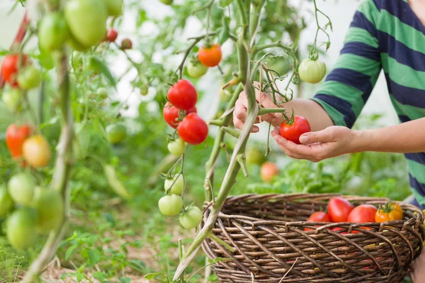 Harvesting Tomatoe