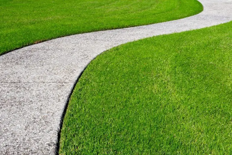 Zoysia Grass A Complete Guide with all that you need to know! Green Garden Tribe
