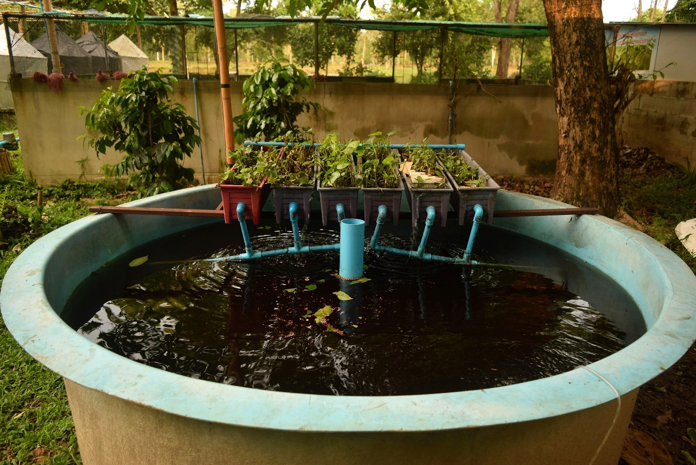 Aquaponics - Top 11 Best Fish for Aquaponics - Green Garden Tribe