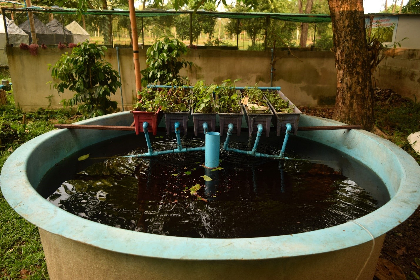 Aquaponics - Top 11 Best Fish for Aquaponics - Green Garden Tribe