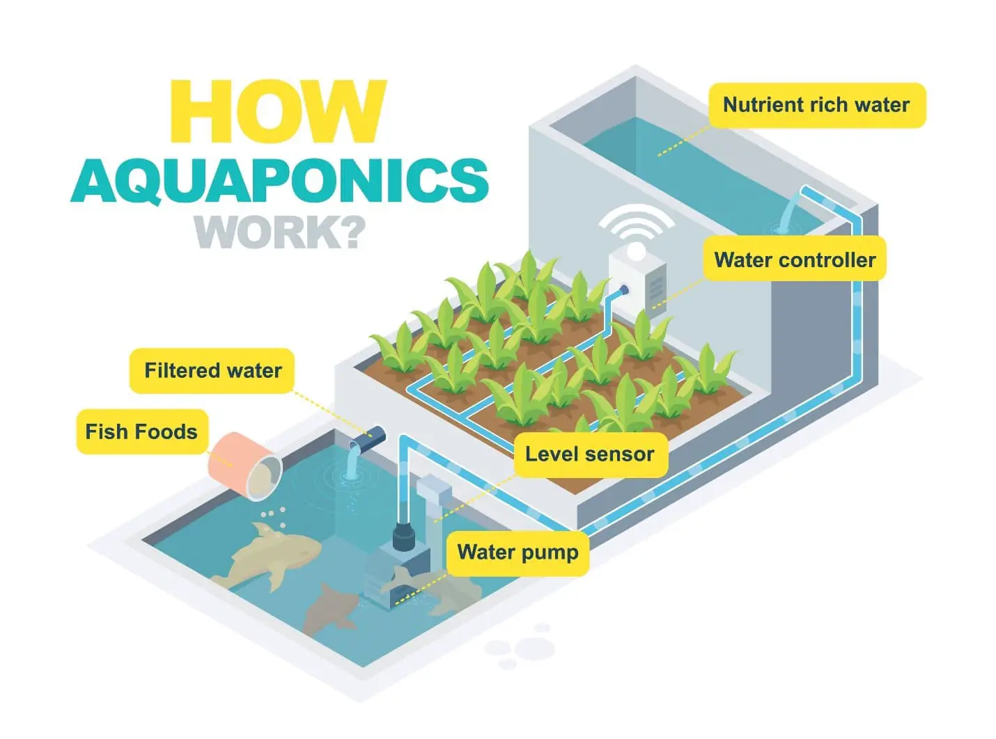 How does Aquaponics Work? - Aquaponics Growbeds 