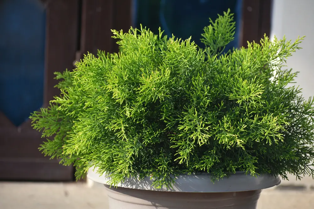 Brodie Juniper Plant in Pot