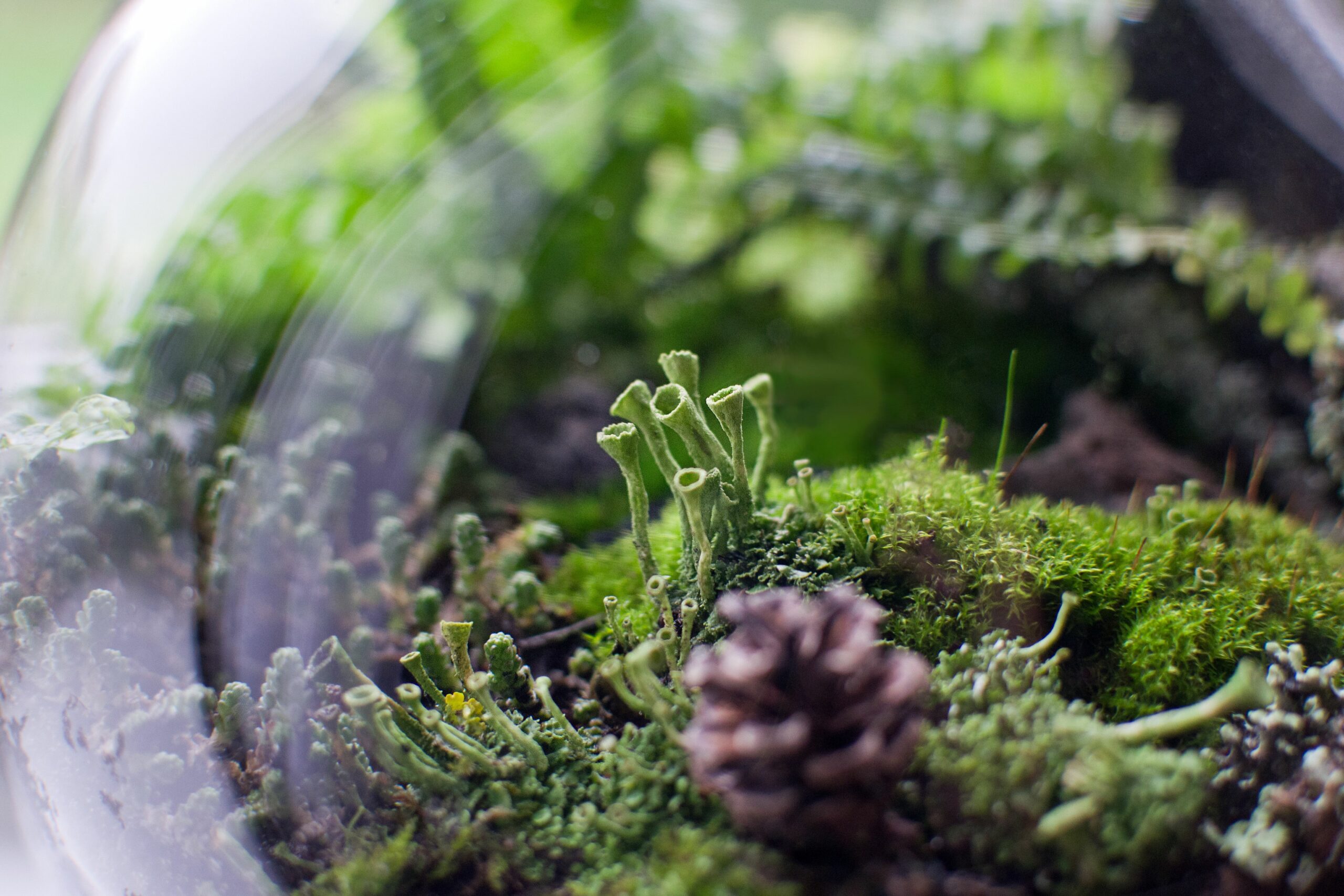 Cladonia Fimbriata Lichen 