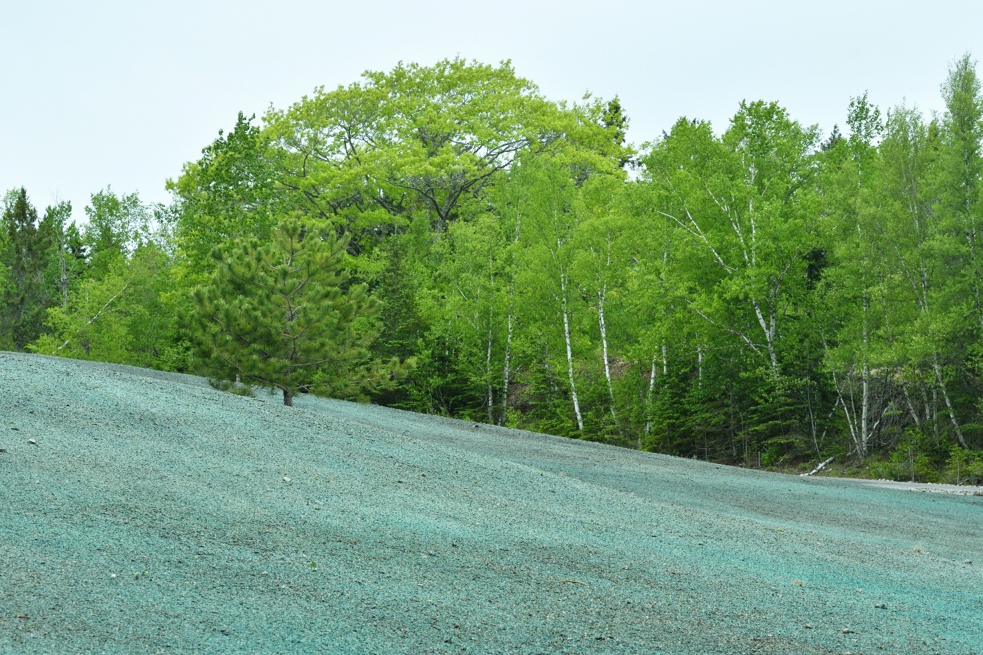 When to Fertilize a Hydroseeded Lawn - Hydroseed not Growing