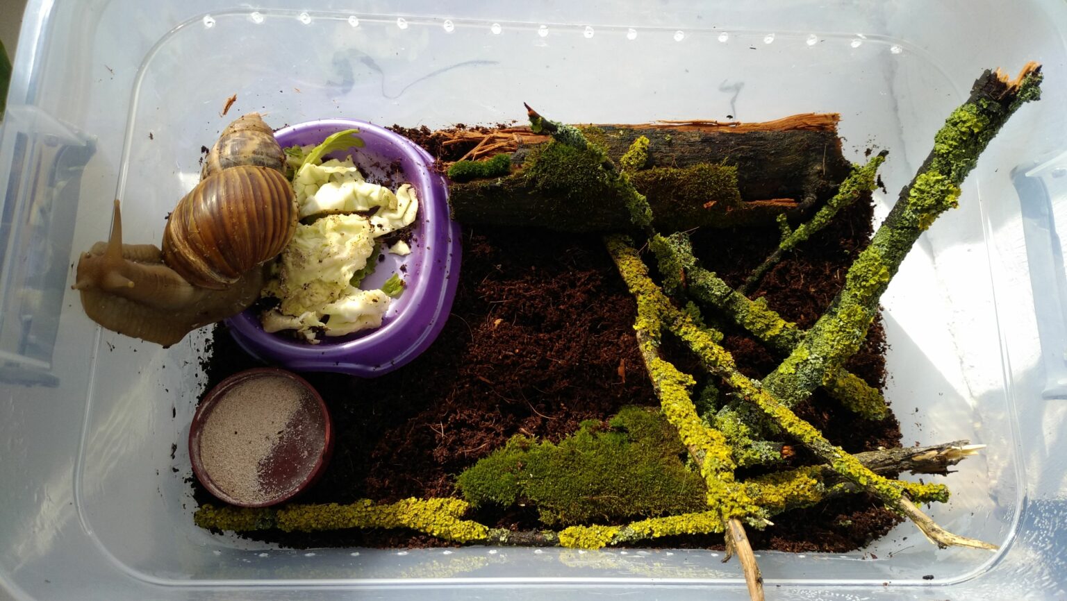 How to Grow Lichen in a Terrarium (Beginners Guide) Green Garden Tribe