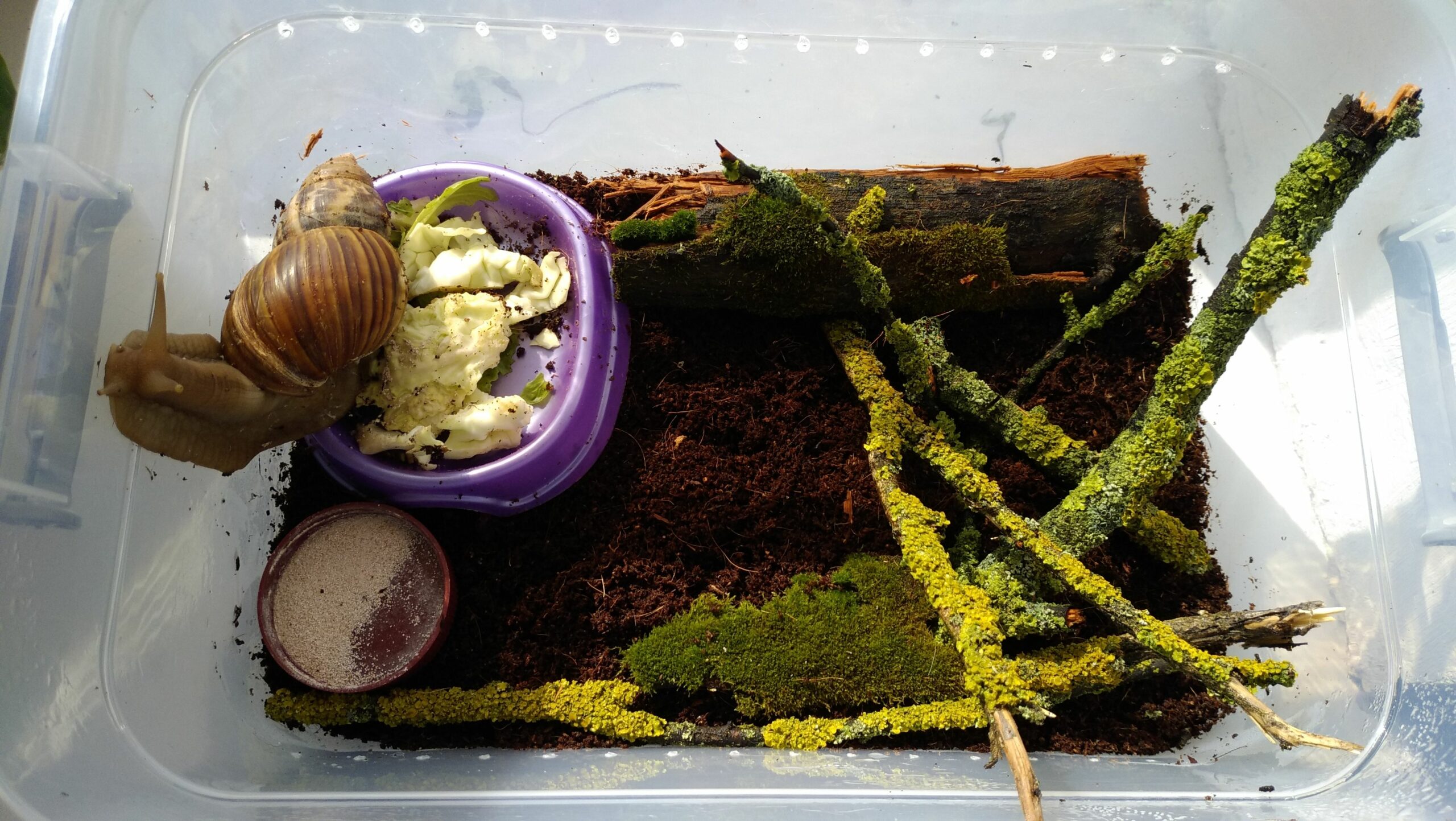 Lichen in a Terrarium