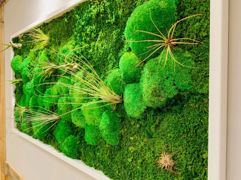What are the Benefits of Growing Moss Indoors? Green Garden Tribe