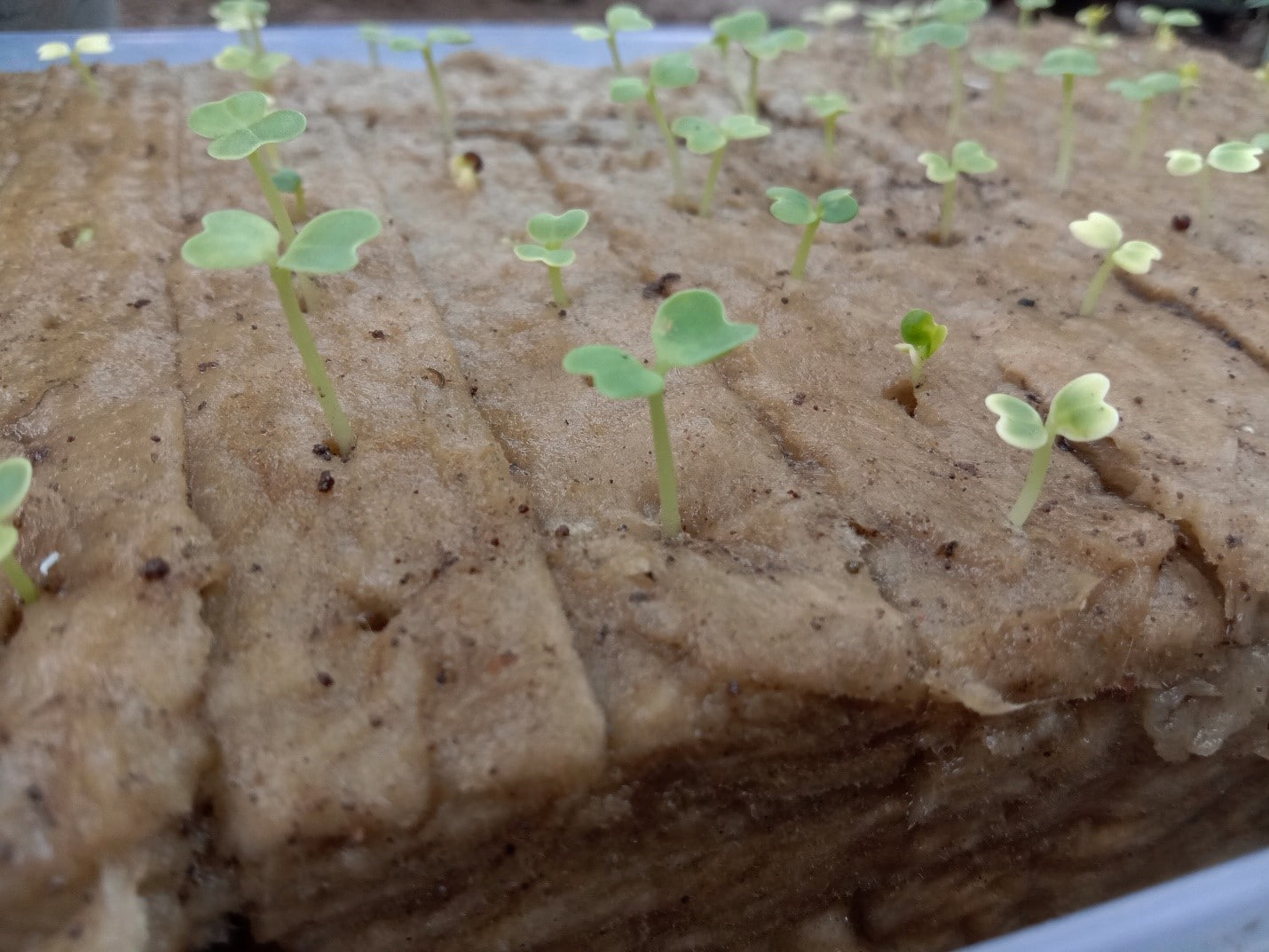 Rockwool Watering Schedule - How Often to Water Rockwool Seedlings