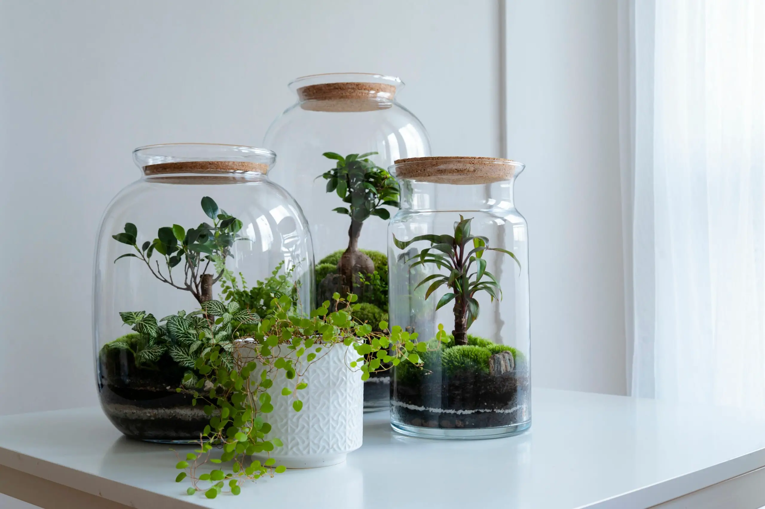 The 5 Terrarium Layers - For Best Results! - Green Garden Tribe