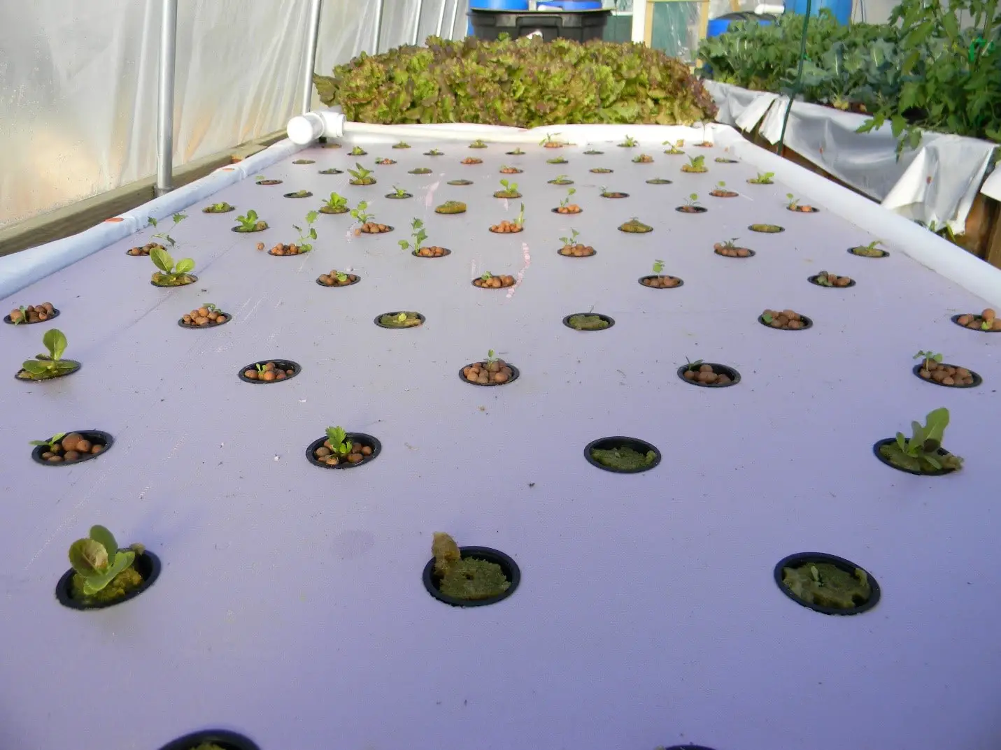 How Deep Should an Aquaponics grow bed Be? - Green Garden Tribe