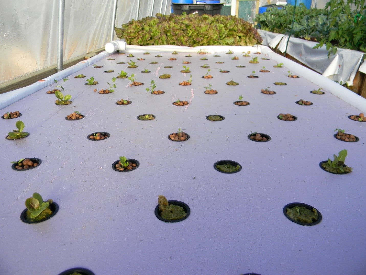 How Deep Should an Aquaponics grow bed Be? - Green Garden Tribe