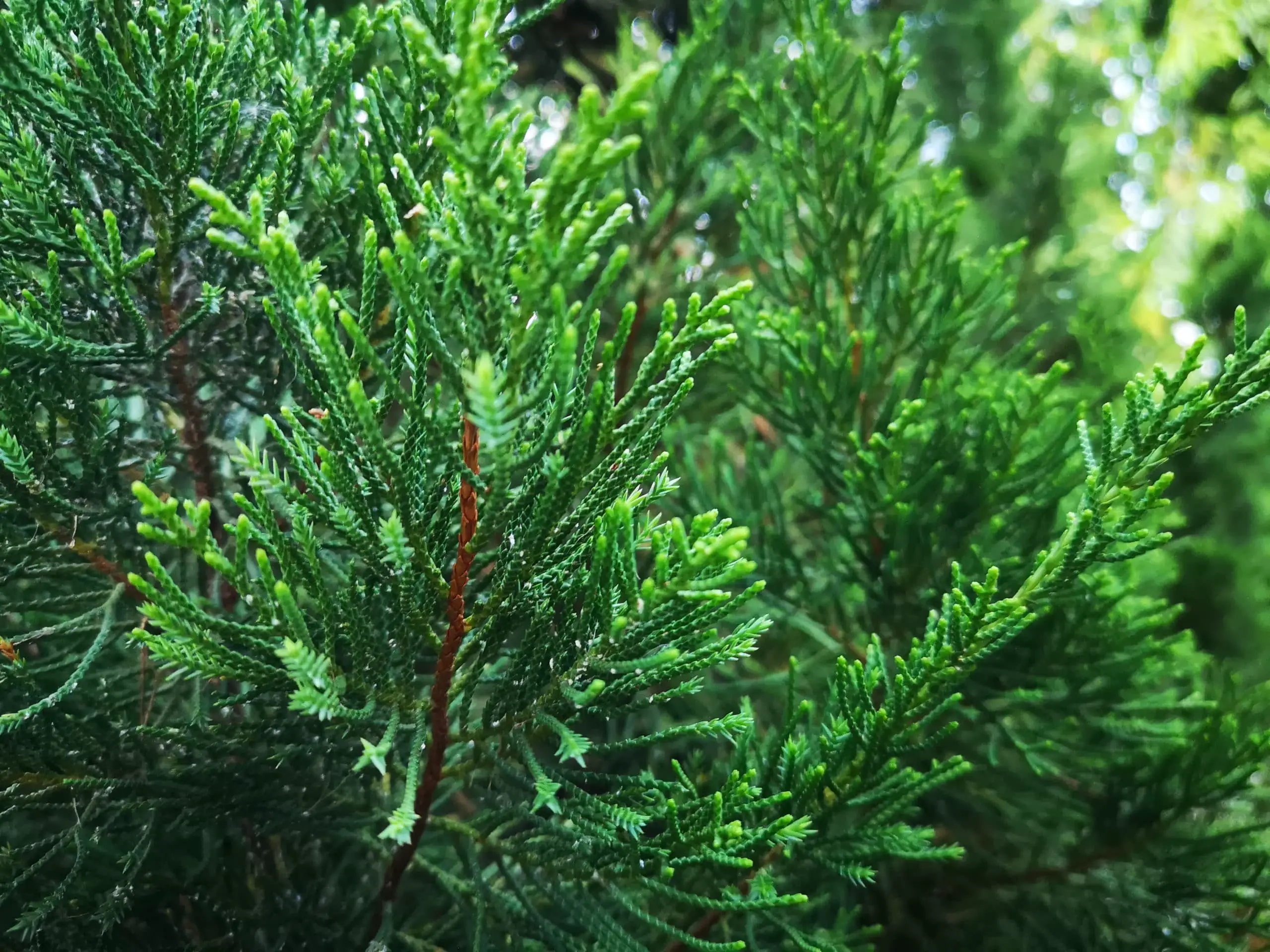 Brodie Juniper Tree - 4 Ways on How to Identify a Tree with Red Berries - Patricia