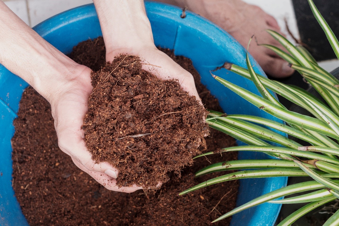 Rockwool vs coco coir - Difference between Coco Coir and Coco Peat?