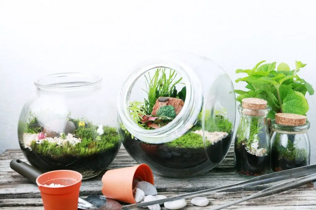 How Often Do You Water a Terrarium? Watering a Terrarium Green Garden Tribe