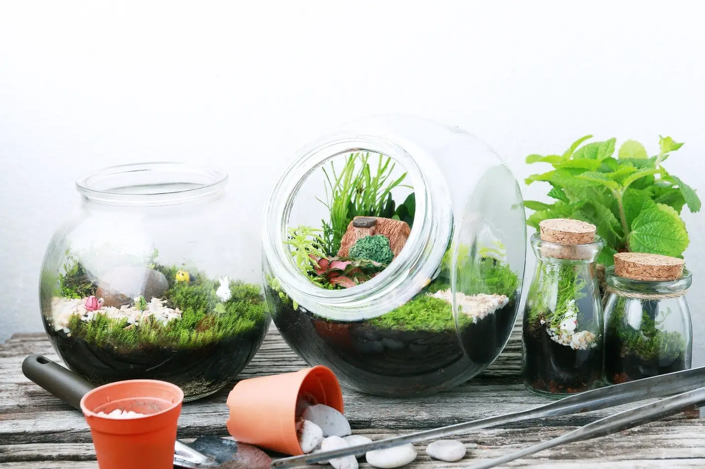 The 5 Terrarium Layers - For Best Results! - Green Garden Tribe