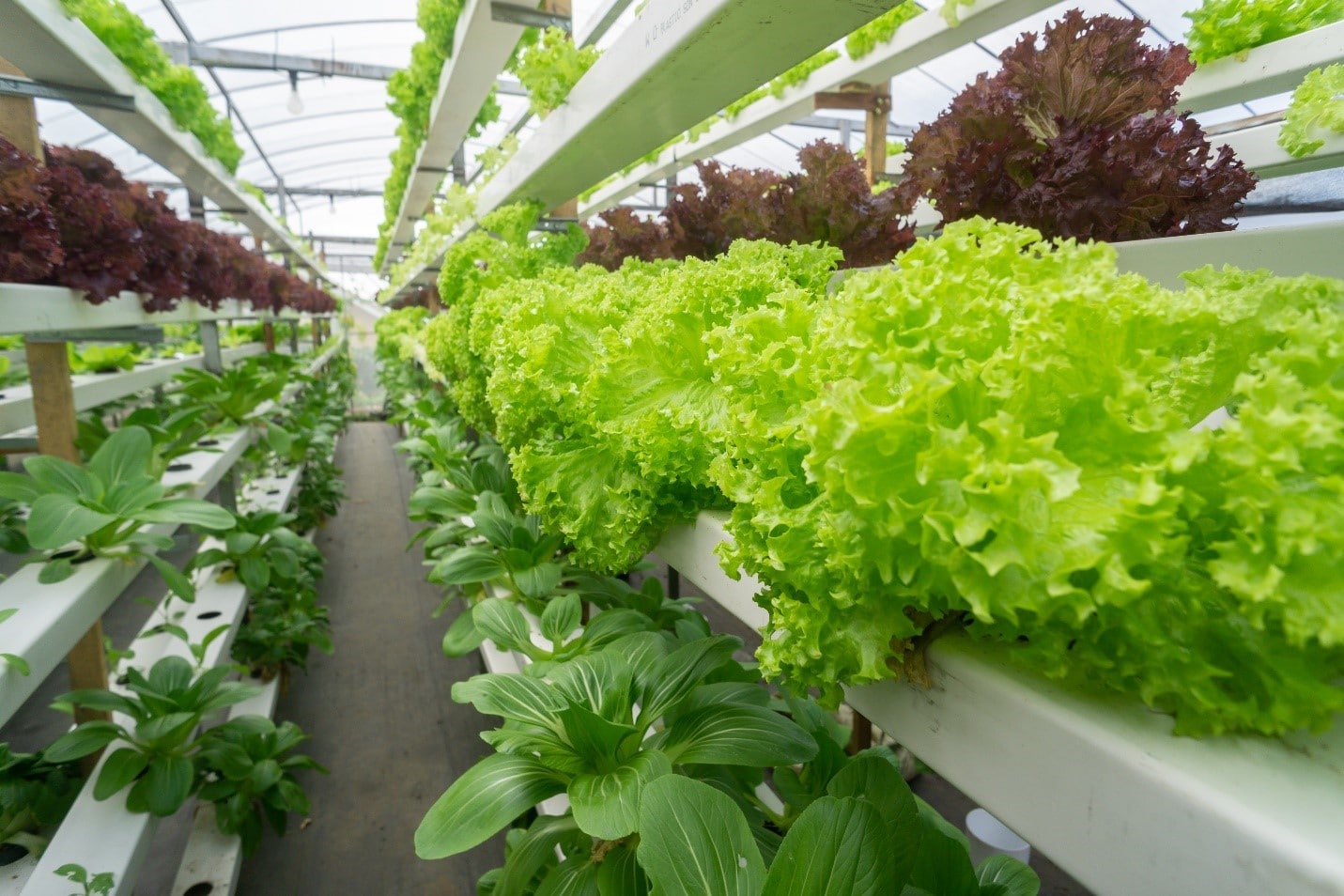 Aquaponics Lettuce Production - How do you Grow Lettuce in Aquaponics?