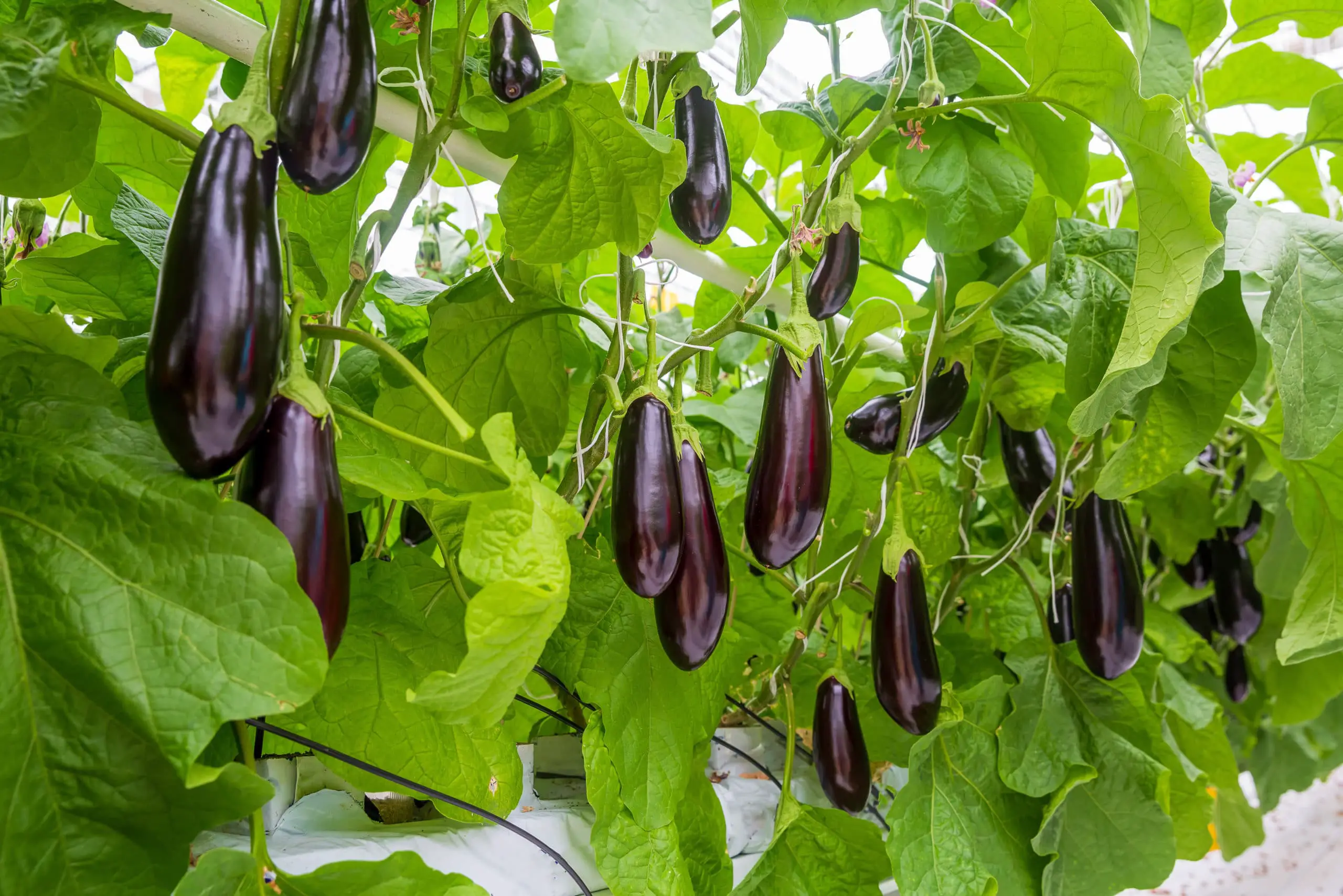 Eggplants with fruit