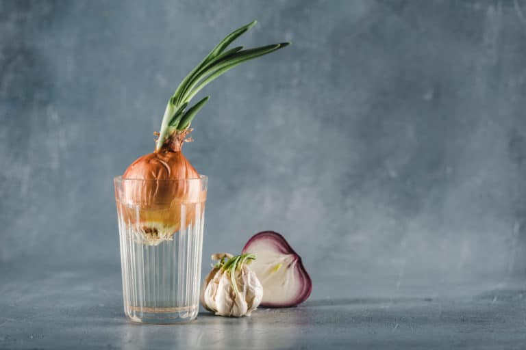 How to Grow Garlic in Water (A Step by Step Tutorial) Green Garden Tribe