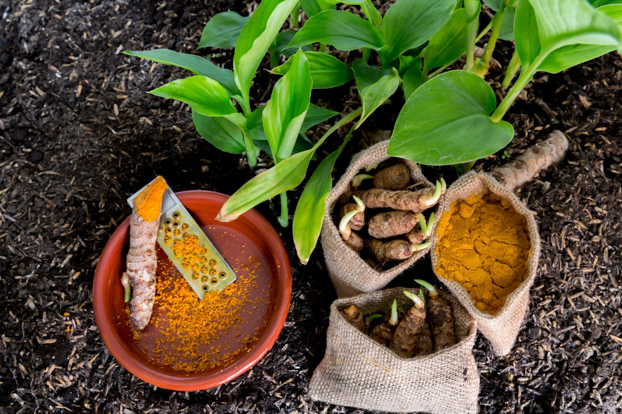 How to Grow Turmeric in Cold Climates (A StepbyStep Guide) Green Garden Tribe