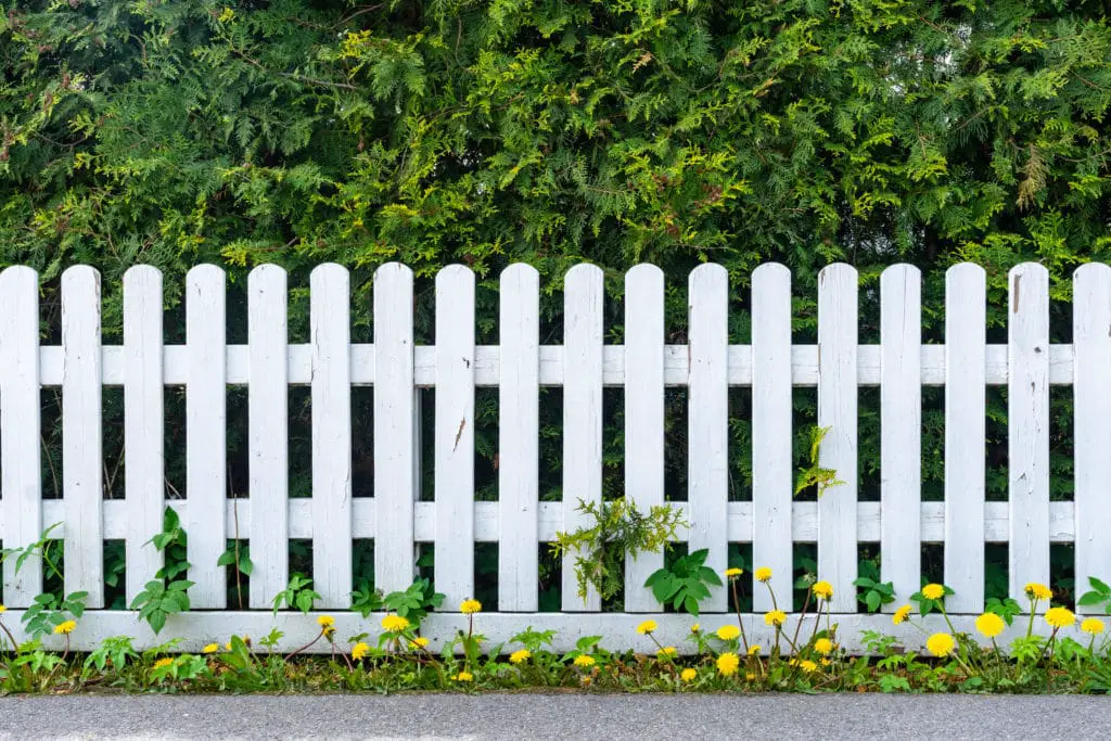 Best Shrubs For Privacy ( These Are Fast Growing Shrubs) Green