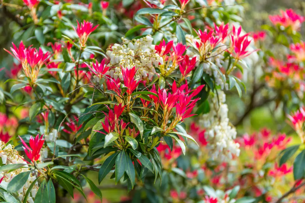 Best Deer Resistant Shrubs for Your Garden (No. 3 Is My Favorite