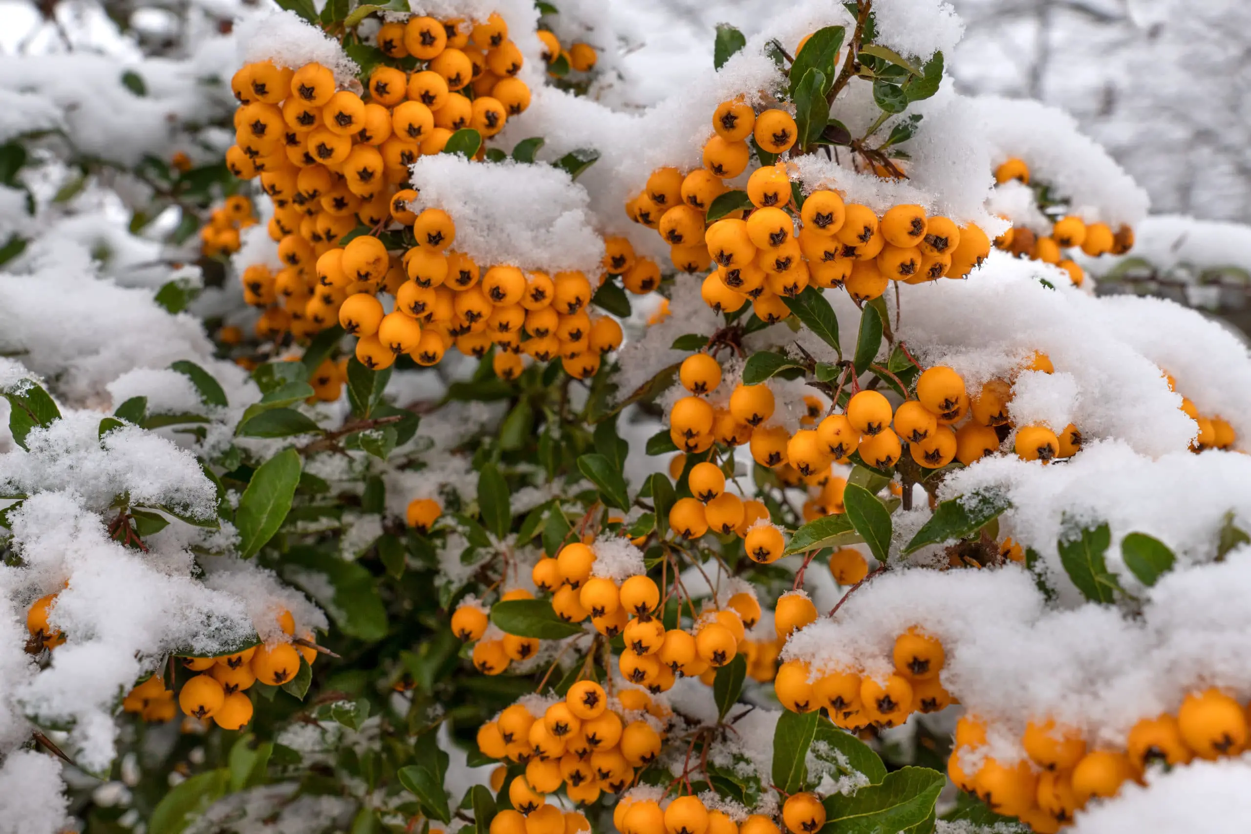 What Shrubs Bloom In Winter? (The Ultimate Guide) - Green Garden Tribe