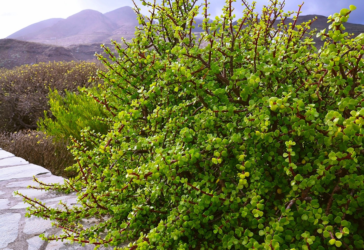 Portulacaria Afra Pruning - How Do You Take Care of Portulacaria Afra?