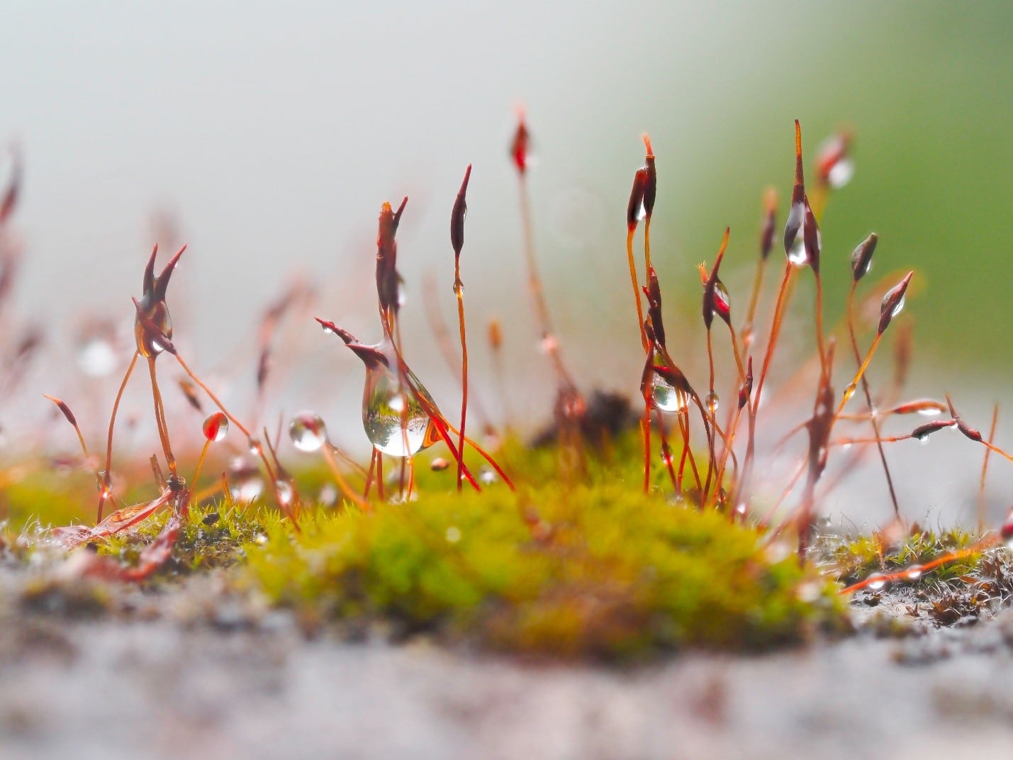 How Long Should You Soak Sphagnum Moss? - Green Garden Tribe