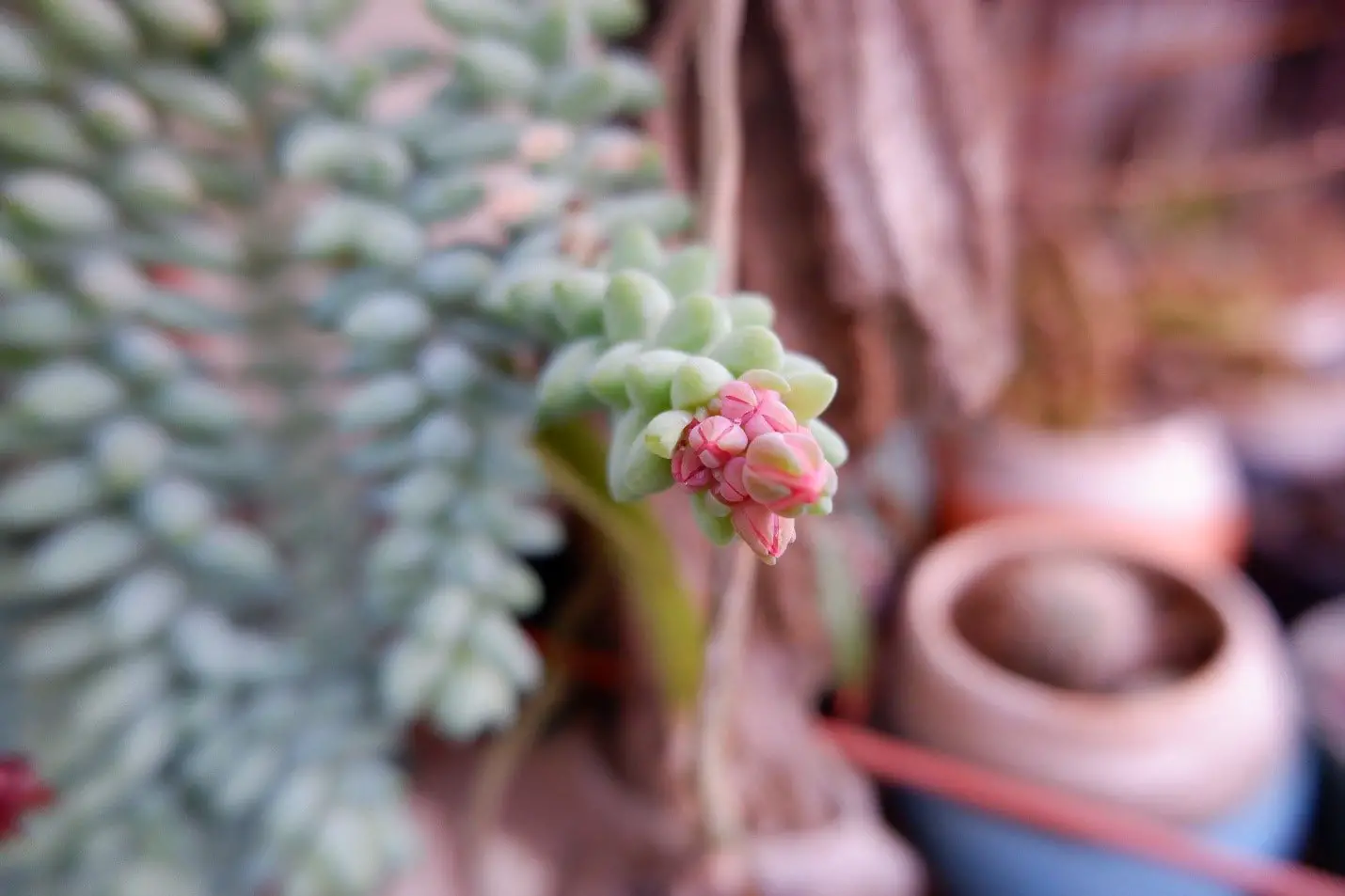 Succulent’s Leaves are Curling Down - Know the Reasons Here