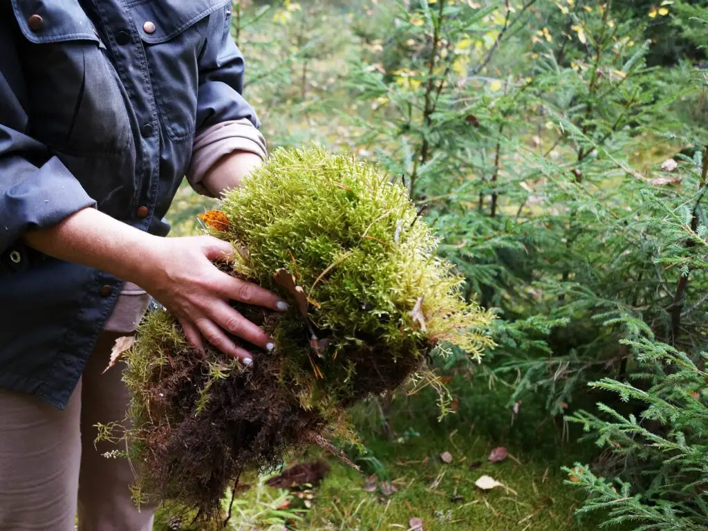 Sphagnum Moss, Peat Moss and Orchids Get Better Results! Green Garden Tribe