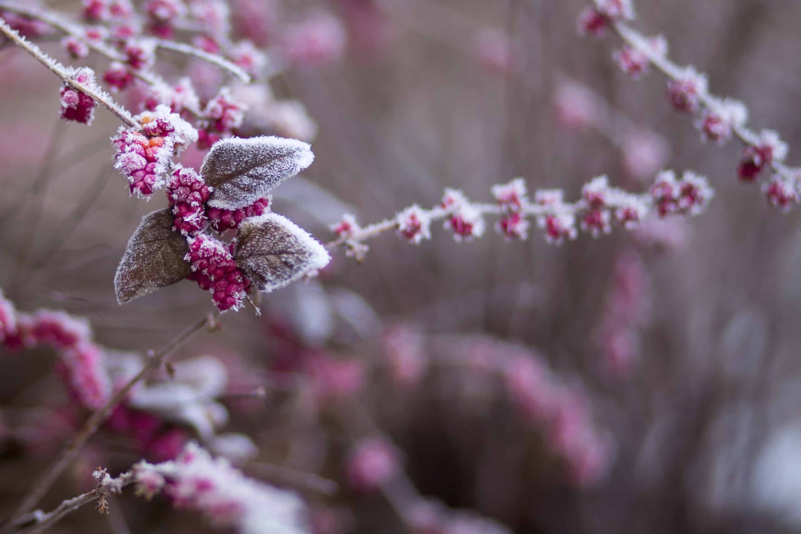 20 Flowers That Can Survive Winter - Green Garden Tribe Articles