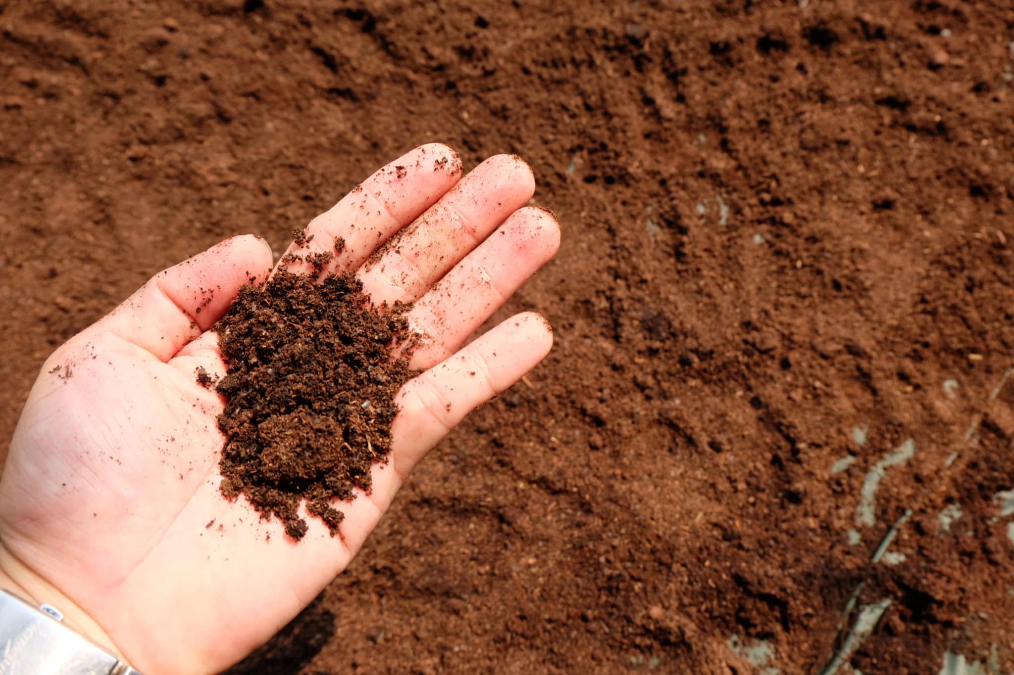 Are Coffee Grounds Good for Your Lawn? Green Garden Tribe