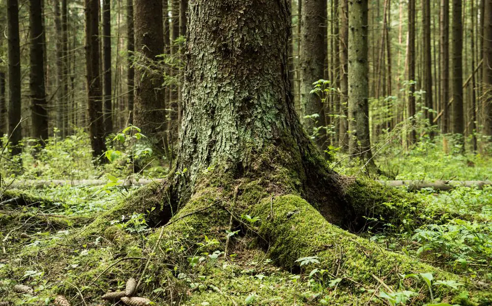 Big Tree Roots