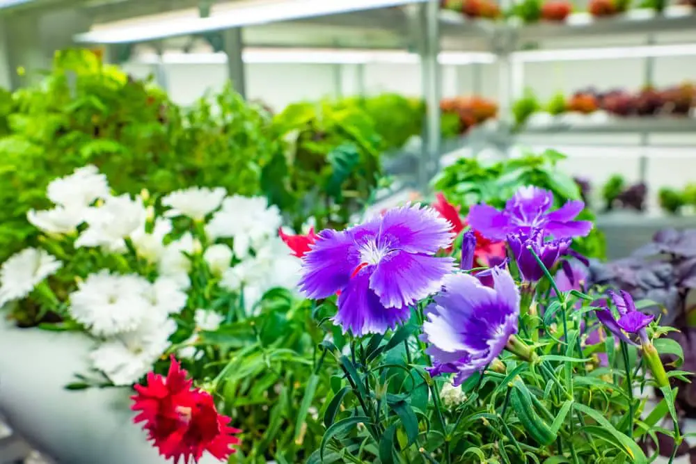 Can Flowers be Grown Hydroponically? (Everything you Need to Know)