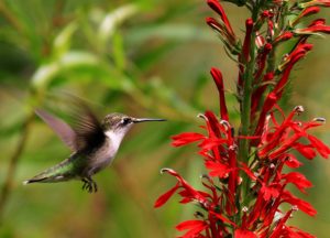 Cardinal Flower Hummingbird