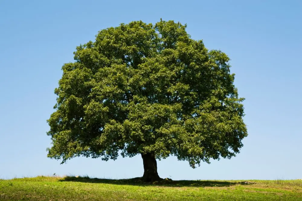 What Type of Tree Roots Grow Straight Down? Oak Tree