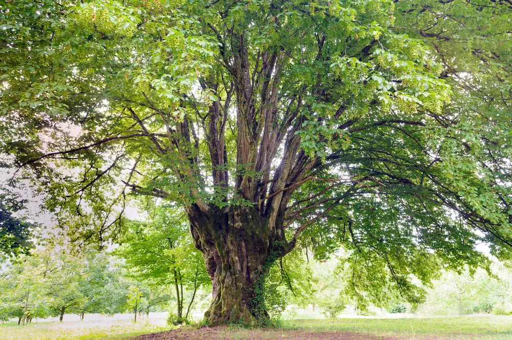 Old common hornbeam (Carpinus betulus) tree.