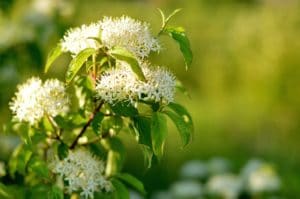 Five Shrubs that Grow Well Under Pine Trees